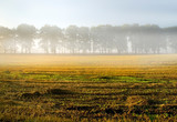 Morning mist fades trees across field