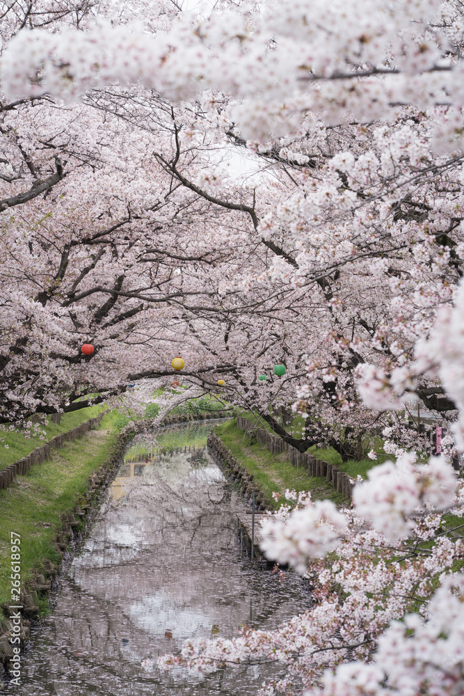 Japanese cherry blossom along the Shingashi riverside, Saitama, Japan Japanese cherry blossom along the Shingashi riverside, Saitama, Japan
