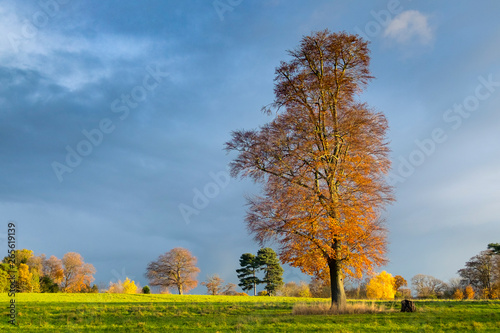 Autumn Tree in a field, dark sky