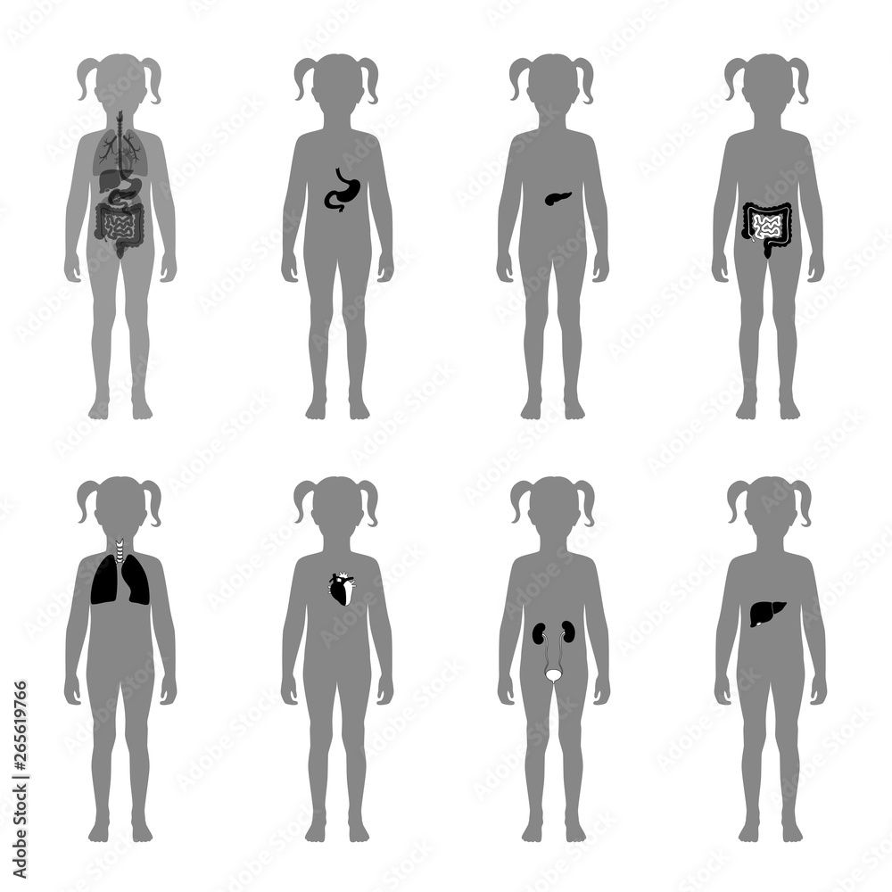 Human internal organs vector Human internal organs vector