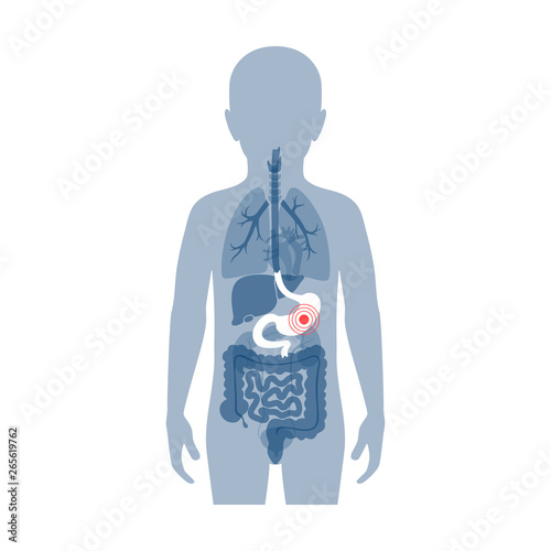 vector stomach illustration