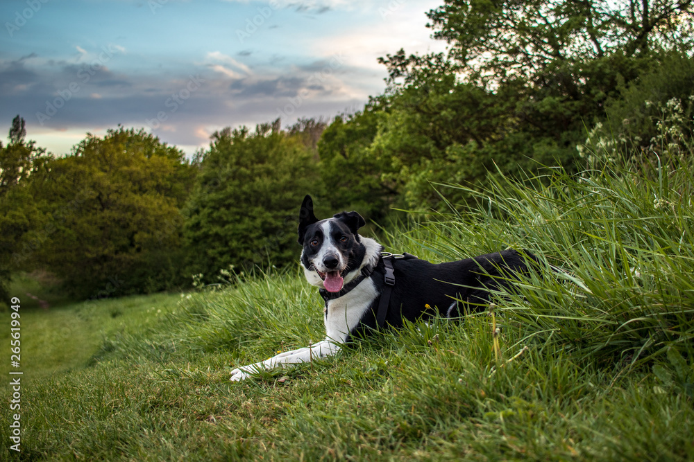 Border Collie resting on Vange Hill Essex. Border Collie resting on Vange Hill Essex.