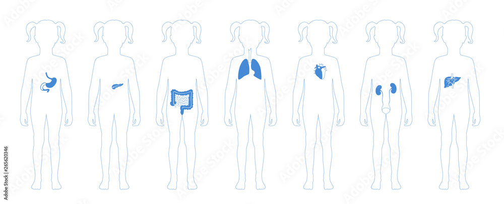 Human internal organs vector Human internal organs vector