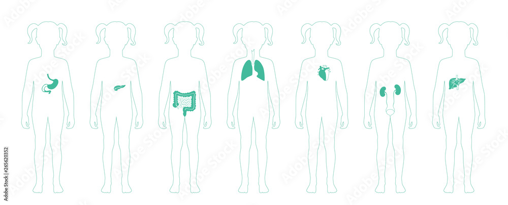 Human internal organs vector Human internal organs vector