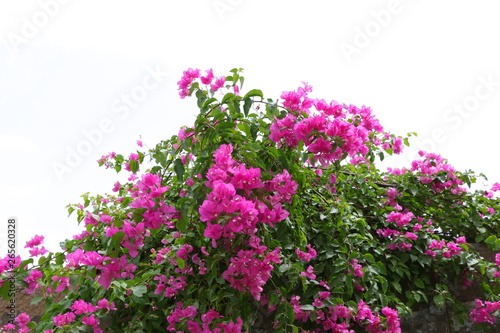 New Pink Flower