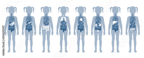 Human internal organs vector