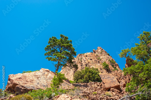 Mountain pine in the Massif de l'Esterel near Antheor