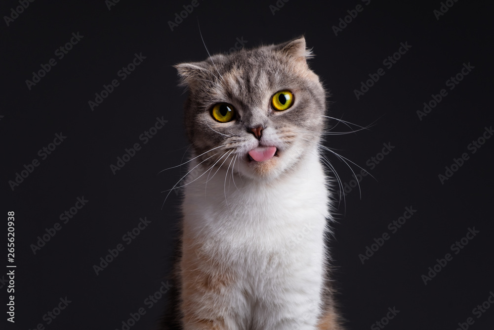 Close up portrait of purebred scottish fold cat looking camera funny face
