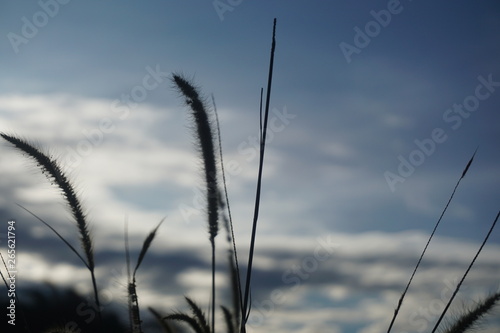 Selective soft focus of beach dry grass, reeds, stalks blowing in the wind at golden sunset light, horizontal, blurred sea on background, copy space/ Nature, summer, grass concept
