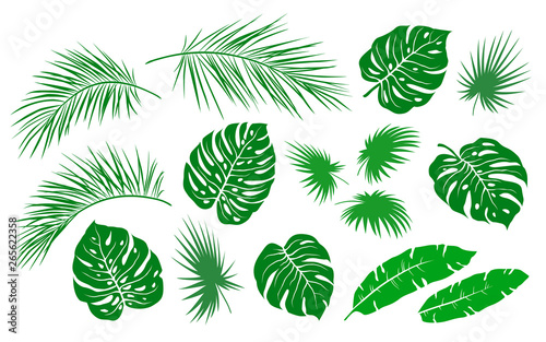 tropical hand drawn green palm leaves branches set