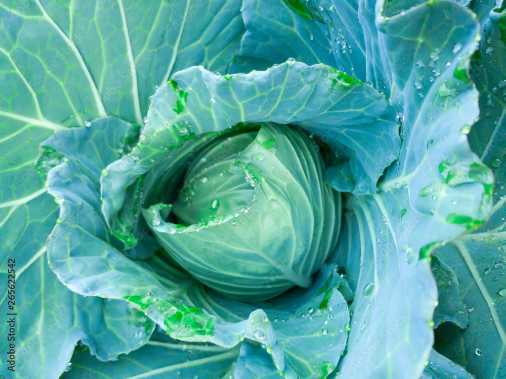 Obraz premium Soft focus of Big cabbage in the garden