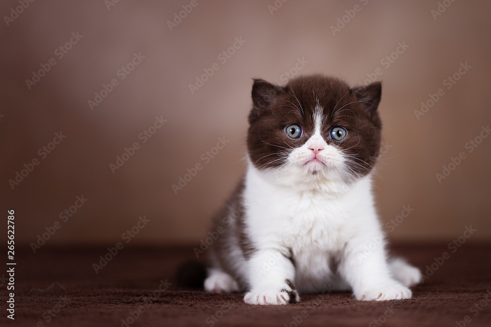Britisch Kurzhaar Katzenkind Kitten in chocolate-white Britisch Kurzhaar Katzenkind Kitten in chocolate-white