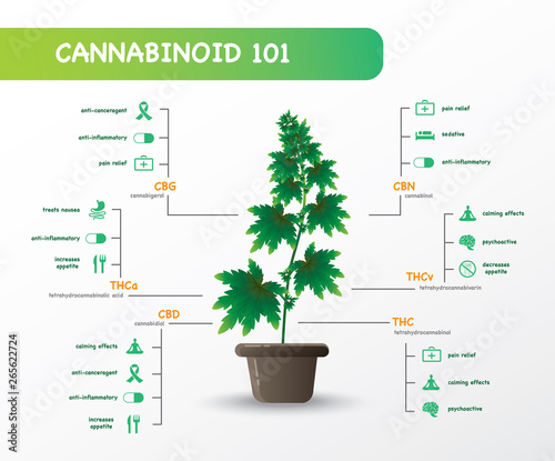 The benefits of healthy marijuana leaves