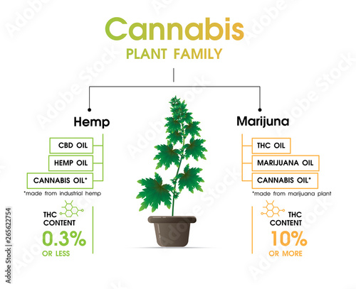 PLANT FAMILY Cannabis is work cbd hemp oil  and thc oil