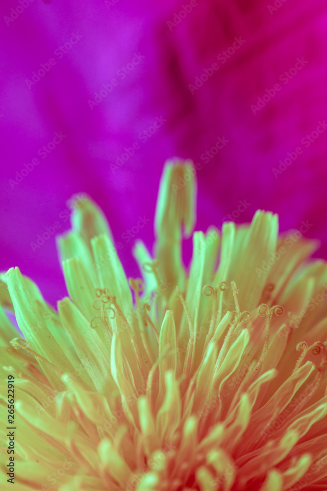spring background of flowers. multi-colored conceptual background. green Taraxacum macro photography spring background of flowers. multi-colored conceptual background. green Taraxacum macro photography