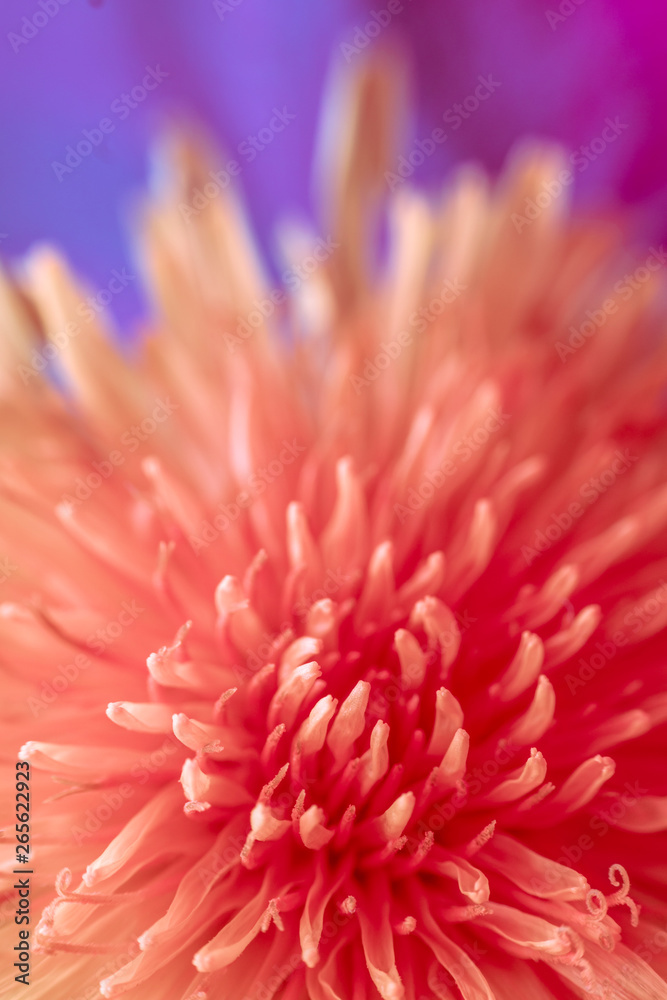 Obraz premium spring background of flowers. multi-colored conceptual background. red Taraxacum macro photography