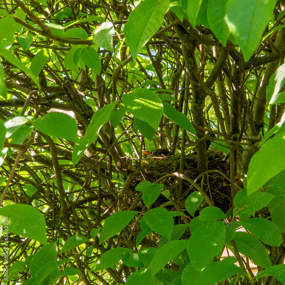 Drossel im Nest beim Brüten