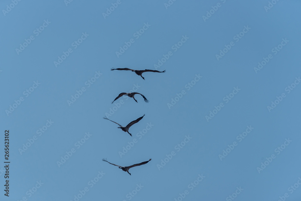 Obraz premium Flock of Common Cranes Flying in a Clear Blue Sky in Latvia