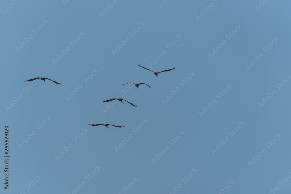 Flock of Common Cranes Flying in a Clear Blue Sky in Latvia