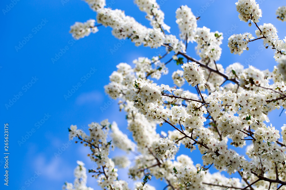 Spring flowers. Branches of blossoming cherry against the blue sky. White flower. Spring background. Cherry blossoms. Spring flowers. Branches of blossoming cherry against the blue sky. White flower. Spring background. Cherry blossoms.
