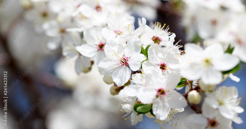 Spring flowers. Branches of blossoming cherry against the blue sky. White flower. Spring background. Cherry blossoms. Spring flowers. Branches of blossoming cherry against the blue sky. White flower. Spring background. Cherry blossoms.