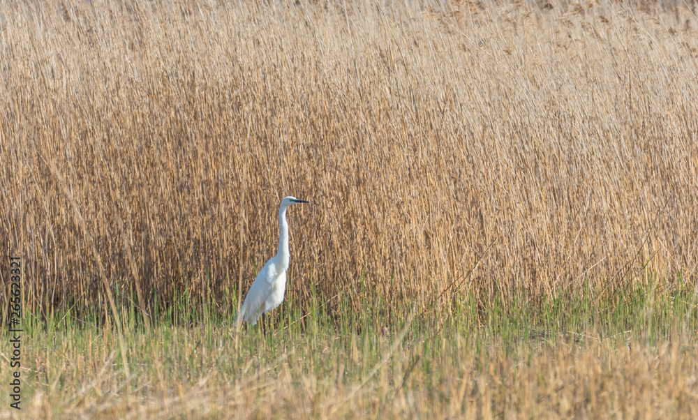 Great White Egret in Wetlands in Latvia in Spring Great White Egret in Wetlands in Latvia in Spring