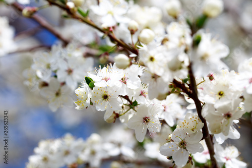 Spring flowers. Branches of blossoming cherry against the blue sky. White flower. Spring background. Cherry blossoms. © Alwih