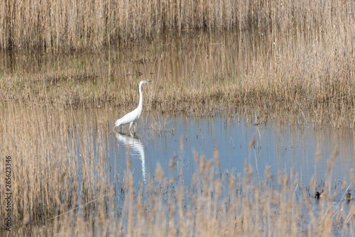Great White Egret in Wetlands in Latvia in Spring