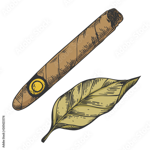 Cigar and tobacco leaf color sketch engraving vector illustration. Scratch board style imitation. Black and white hand drawn image.