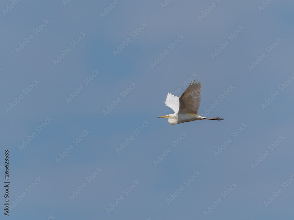 Fototapeta premium Great White Egret Flying in a Clear Blue Sky in Latvia in Spring
