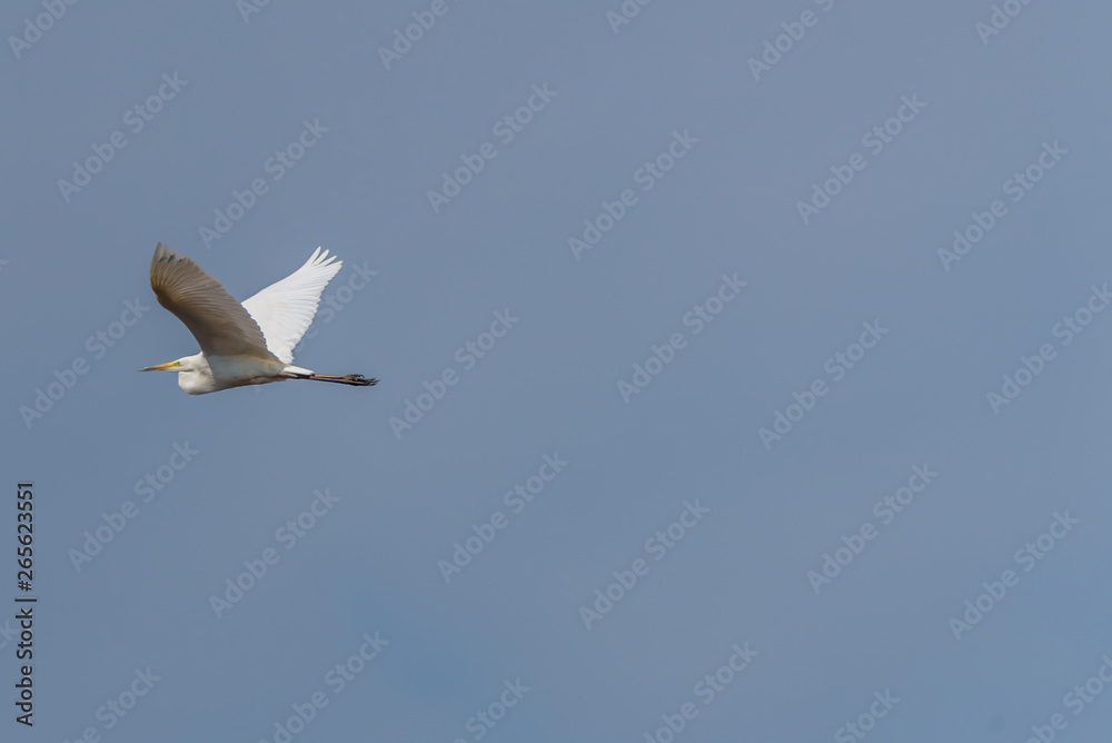Great White Egret Flying in a Clear Blue Sky in Latvia in Spring Great White Egret Flying in a Clear Blue Sky in Latvia in Spring