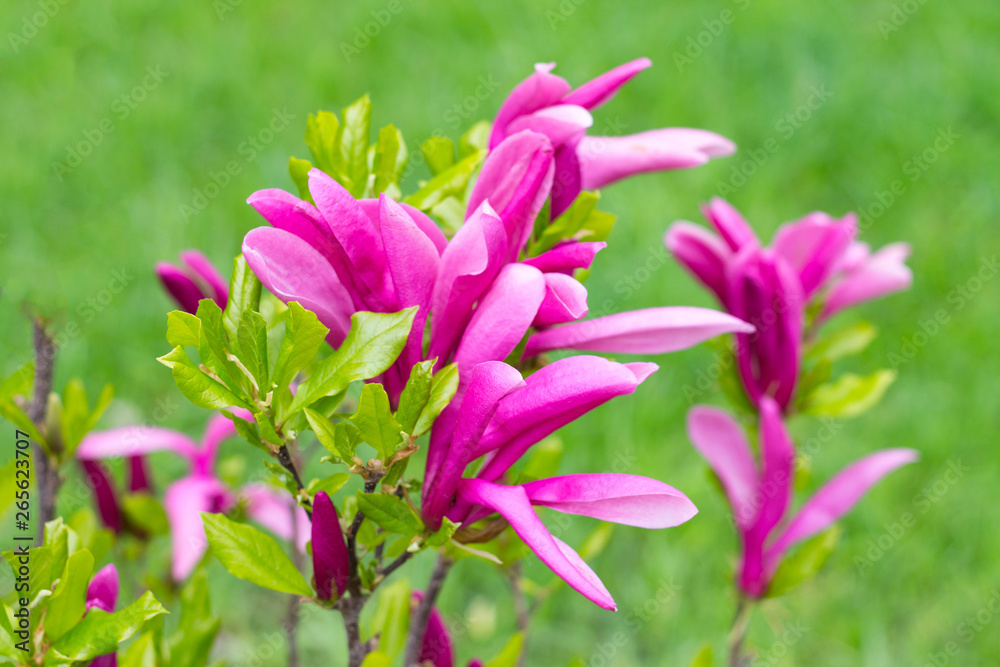 Young Magnolia tree, pink magnolias on grass background. Blooming Magnolia flowers and stunning buds in spring season. Young Magnolia tree, pink magnolias on grass background. Blooming Magnolia flowers and stunning buds in spring season.