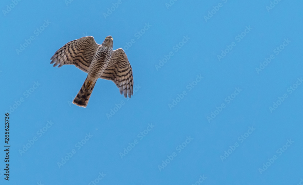 Fototapeta premium Sparrowhawk Flying in a Clear Blue Sky