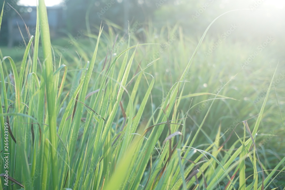Selective soft focus of beach dry grass, reeds, stalks blowing in the wind at golden sunset light, horizontal, blurred sea on background, copy space/ Nature, summer, grass concept Selective soft focus of beach dry grass, reeds, stalks blowing in the wind at golden sunset light, horizontal, blurred sea on background, copy space/ Nature, summer, grass concept