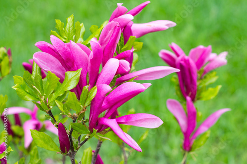 Young Magnolia tree, pink magnolias on grass background. Blooming Magnolia flowers and stunning buds in spring season.