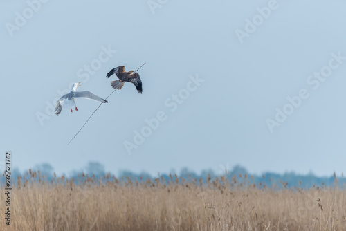 Seagull Chasing a Western Marsh Harrier with a Stick in Wetlands in Latvia in Spring