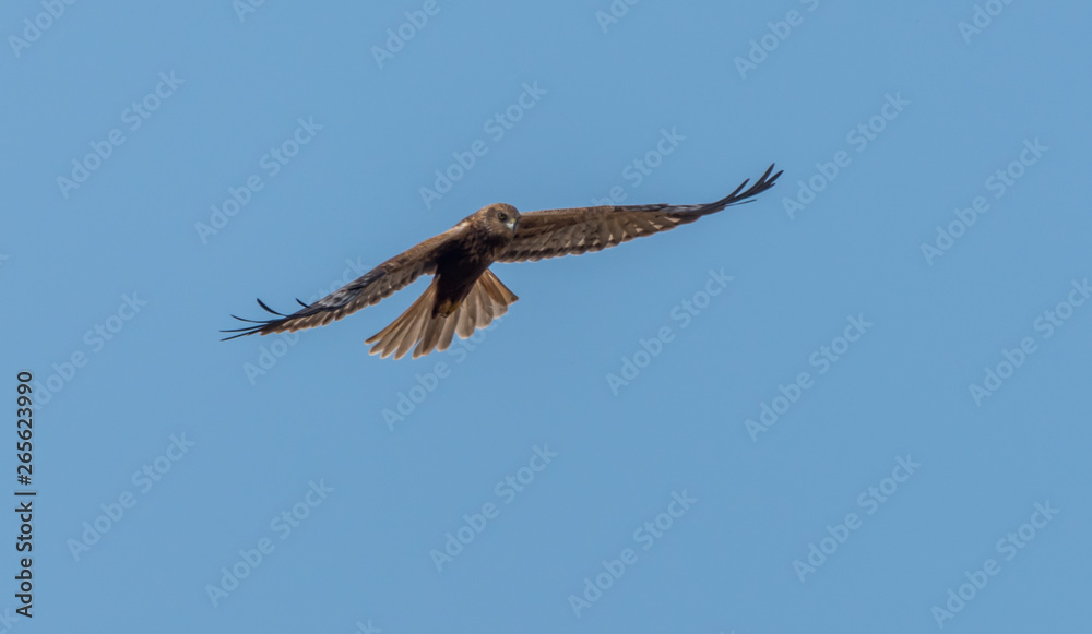 Western Marsh Harrier in Wetlands in Latvia in Spring