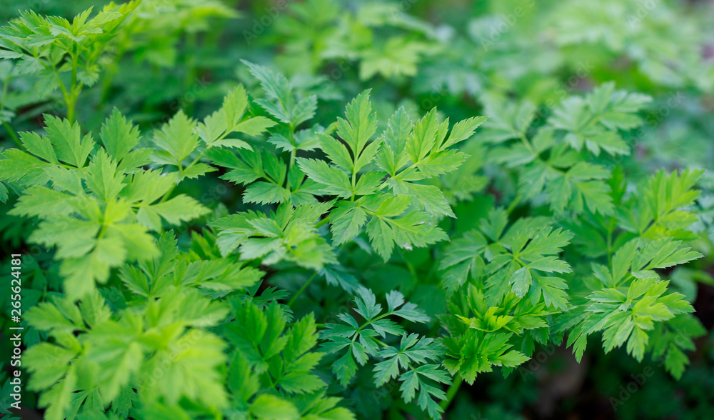 Fresh green grass. Bright spring background of natural greenery. Carved leaves of fresh shoots. Backdrop with copy space Fresh green grass. Bright spring background of natural greenery. Carved leaves of fresh shoots. Backdrop with copy space