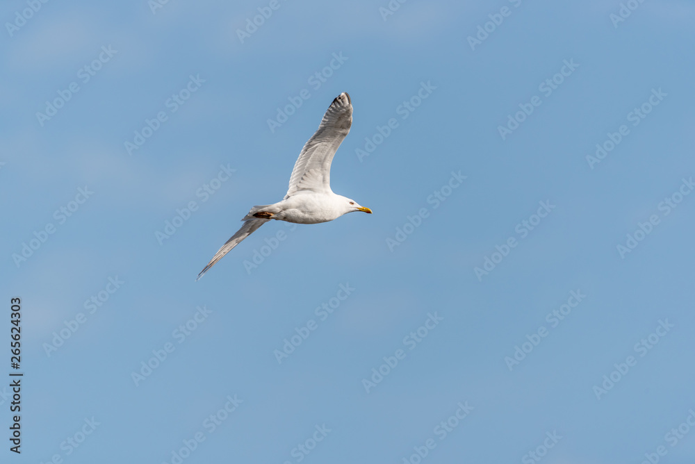 Seagull Flying in a Partly Cloudy Blue Sky Seagull Flying in a Partly Cloudy Blue Sky