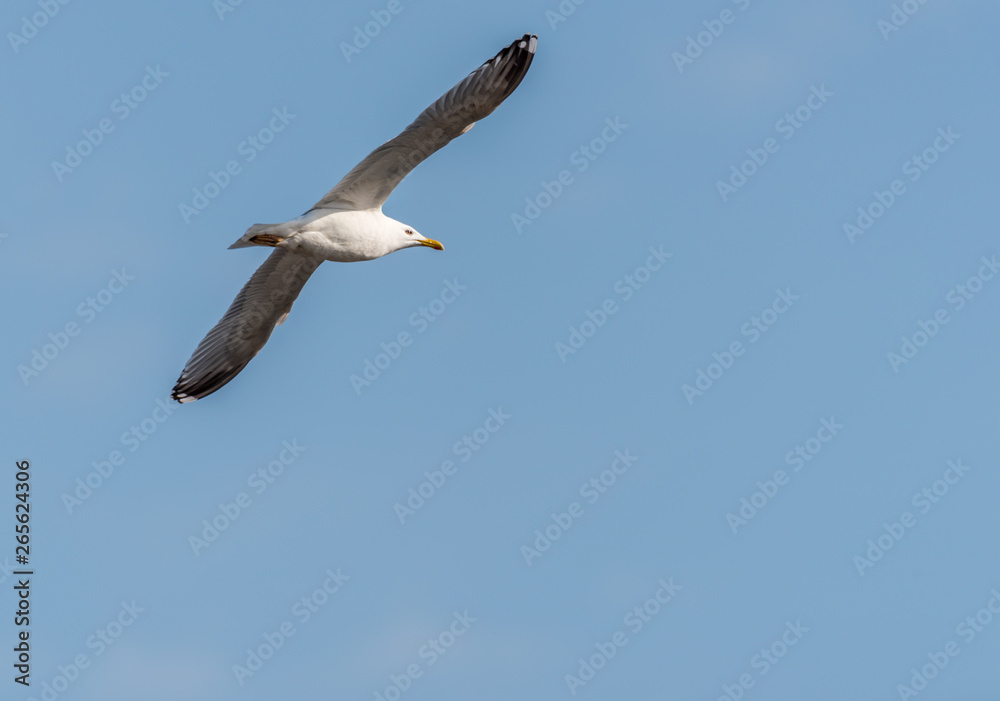 Seagull Flying in a Partly Cloudy Blue Sky Seagull Flying in a Partly Cloudy Blue Sky