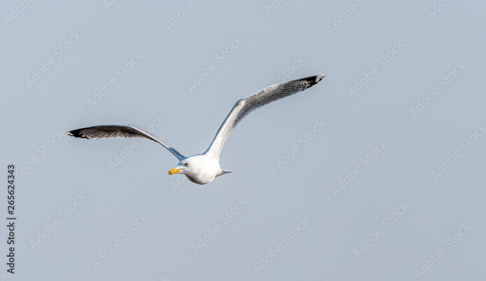 Seagull Flying Over Grasslands in a Partly Cloudy Blue Sky Seagull Flying Over Grasslands in a Partly Cloudy Blue Sky
