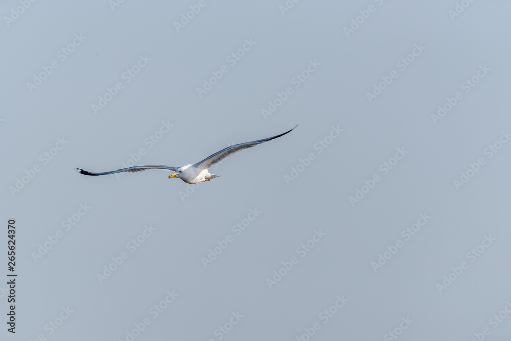 Seagull Flying Over Grasslands in a Partly Cloudy Blue Sky Seagull Flying Over Grasslands in a Partly Cloudy Blue Sky
