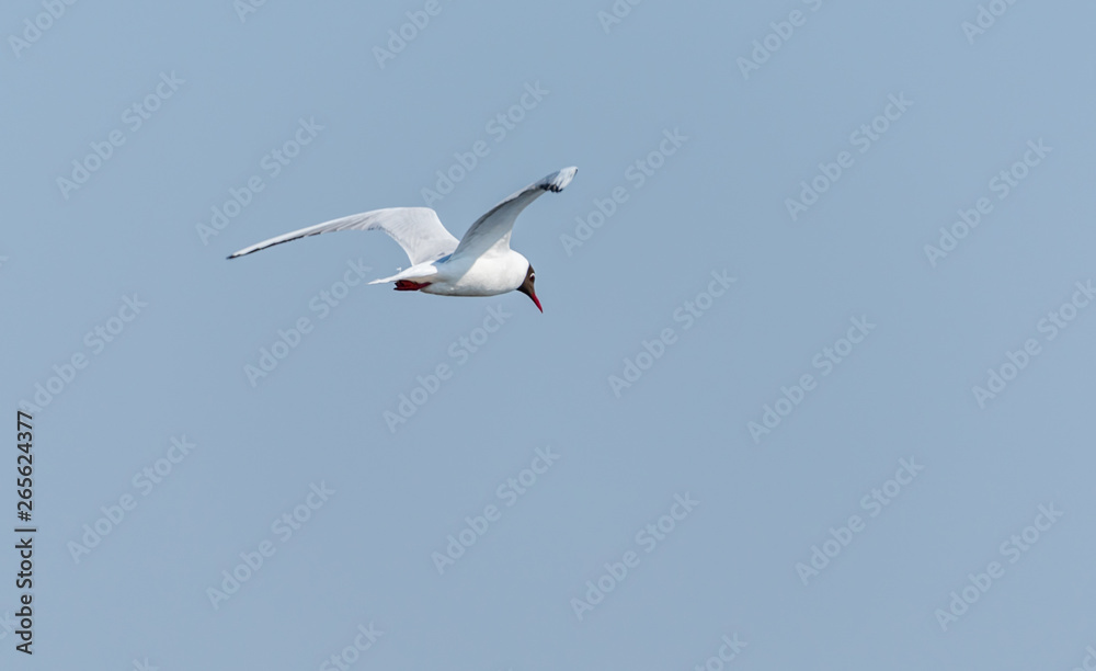 Seagull Flying Over Grasslands in a Partly Cloudy Blue Sky