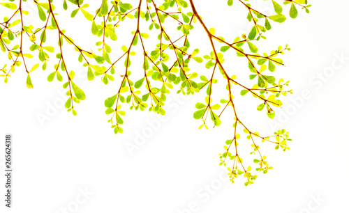 fresh light leave isolated on white background for spring summer concept