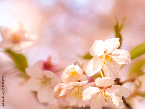 満開の桜の花びらをアップで