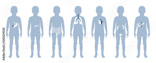  illustration of child internal organs in boy body