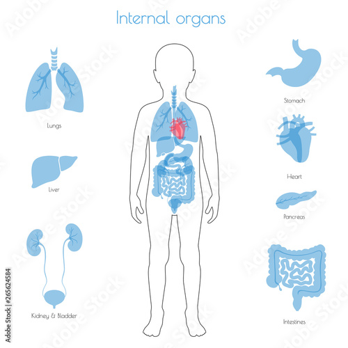 Human internal organs vector