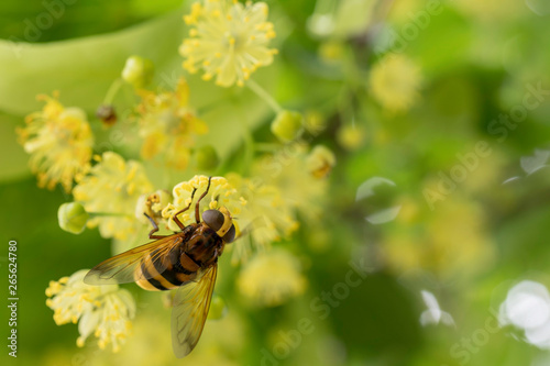 Abeille et tilleul le retour © Sylvain R.