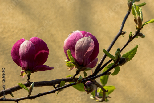 Wiosenne przebudzenie krzewu magnolii.
