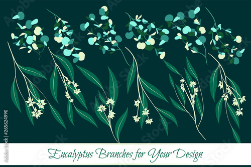 Eucalyptus Leaves Big Selection. Vector Branches Set. Vintage Greenery. Flora...